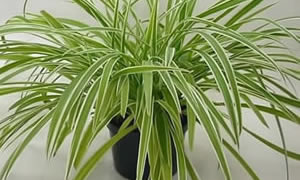 Spider Plant cure for Indoor Airpolution