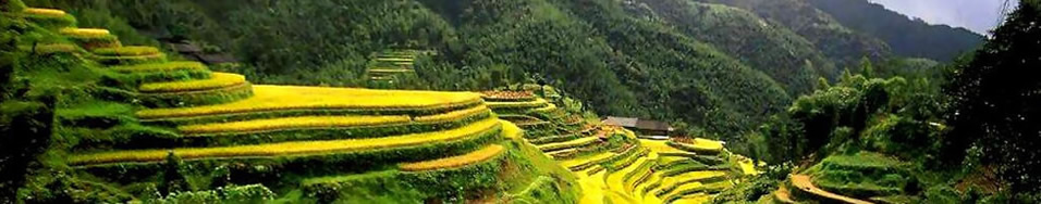 China - Natural Health and Product Listing Header