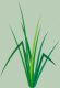 Long Grass LOgo