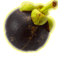 Mangosteen