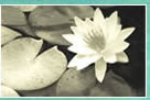 Pranic Healing
