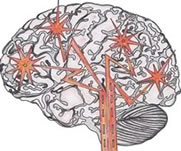 Mind Chaos Prevention  - Brainland News
