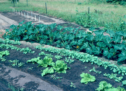 First organic vegatable garden