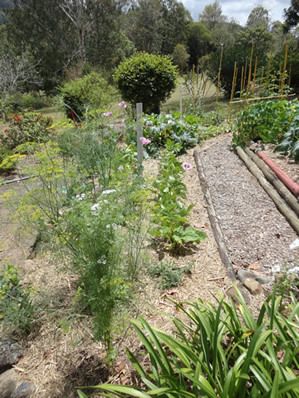 Organic Garden Bed