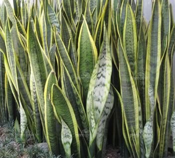 Snake Plant - for indoor polution 