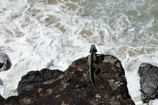 Water Dragon watching the surf.