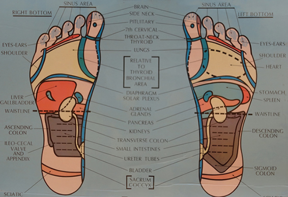 Foot Reflexology Chart - sole